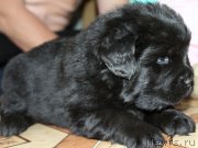 Превью фото № 165645