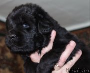 Превью фото № 165648