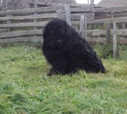 Превью фото № 165659