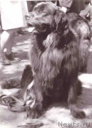 Превью фото № 165678