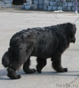 Превью фото № 165760