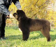 Превью фото № 165851