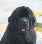 Превью фото № 165886