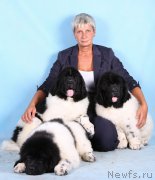 Превью фото № 165942