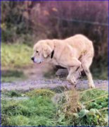 Превью фото № 165952