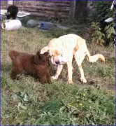 Превью фото № 165961