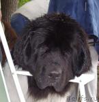 Превью фото № 16603