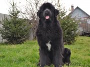 Превью фото № 166060