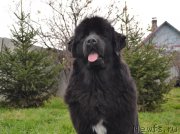 Превью фото № 166061