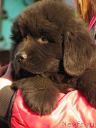 Превью фото № 166084