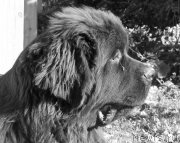 Превью фото № 166130