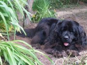 Превью фото № 166133