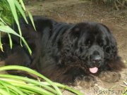 Превью фото № 166134