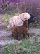 Превью фото № 166148