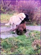 Превью фото № 166149