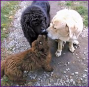 Превью фото № 166150