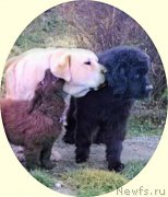 Превью фото № 166152