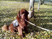 Превью фото № 166153