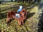 Превью фото № 166154