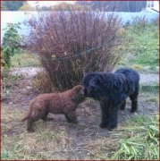 Превью фото № 166166