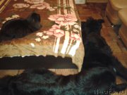 Превью фото № 166167