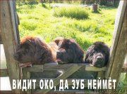 Превью фото № 166187