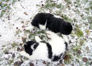 Превью фото № 166188