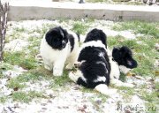 Превью фото № 166194