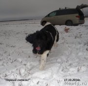 Превью фото № 166254