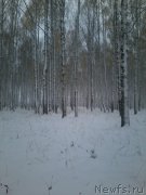 Превью фото № 166258