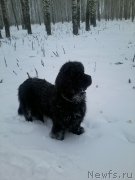 Превью фото № 166259