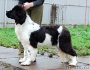 Превью фото № 166277