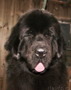 Превью фото № 166285