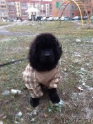 Превью фото № 166302