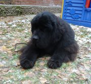 Превью фото № 166365