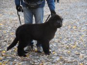 Превью фото № 166372