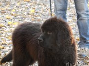 Превью фото № 166373