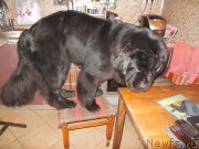 Превью фото № 166374