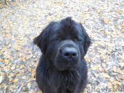 Превью фото № 166382