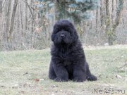 Превью фото № 166401