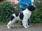 Превью фото № 166414