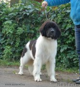 Превью фото № 166416