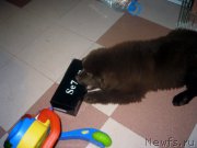 Превью фото № 166430