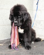 Превью фото № 166445