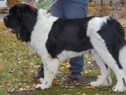 Превью фото № 166448