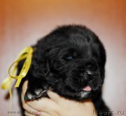 Превью фото № 166684