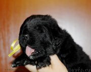 Превью фото № 166685