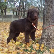 Превью фото № 166746