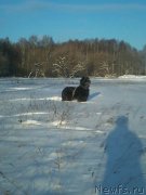 Превью фото № 166808