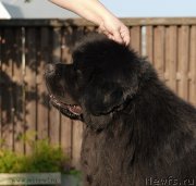 Превью фото № 166824